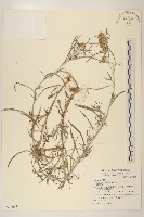 分枝鼠麴草藏品圖，第1張