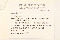 分枝鼠麴草藏品圖，第2張