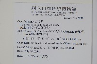 阿里山忍冬、漸尖葉忍冬藏品圖，第2張