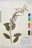 大黃鱔藤藏品圖，第1張