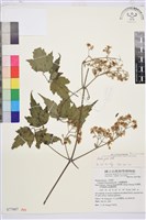 串鼻龍藏品圖，第1張