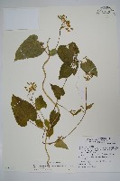 薄葉牛皮消藏品圖，第1張