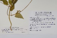 薄葉牛皮消藏品圖，第2張