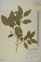 刺果衛矛藏品圖，第1張