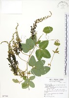 台灣山黑扁豆藏品圖，第1張