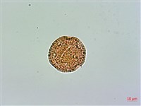 玉山石竹藏品圖，第2張