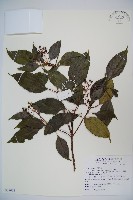 高山莢迷藏品圖，第1張