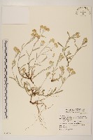 絲綿草藏品圖，第1張