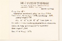 絲綿草藏品圖，第2張