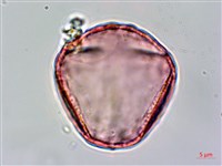 臺灣黃菫藏品圖，第2張