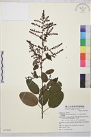 大黃鱔藤藏品圖，第1張