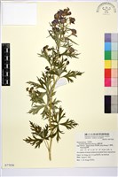 臺灣烏頭藏品圖，第1張