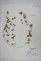 玉山山奶草藏品圖，第1張