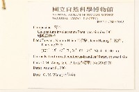 細葉鼠麴草藏品圖，第2張