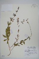 輪葉沙參藏品圖，第1張