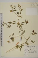 狗筋蔓藏品圖，第1張