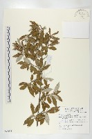 小葉胡頹子藏品圖，第1張