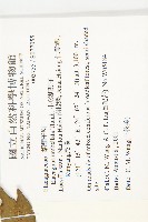 小葉胡頹子藏品圖，第2張