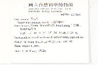 玉山佛甲草藏品圖，第5張