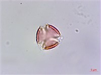 玉山佛甲草藏品圖，第2張