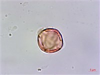 玉山佛甲草藏品圖，第3張