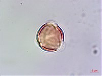 玉山佛甲草藏品圖，第4張