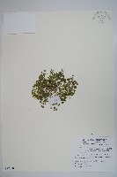 山桔梗藏品圖，第1張