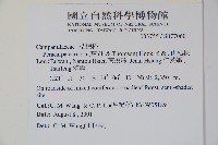 山桔梗藏品圖，第2張