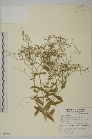 高山無心菜藏品圖，第1張