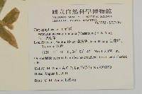 高山無心菜藏品圖，第2張