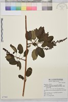 阿里山黃鱔藤藏品圖，第1張