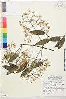 柱果鐵線蓮藏品圖，第2張