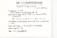 玉山佛甲草藏品圖，第2張