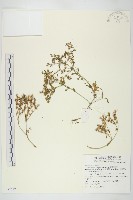 星果佛甲草藏品圖，第1張