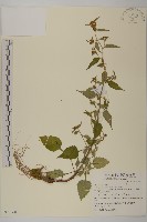 黃金珠藏品圖，第1張