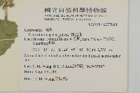 黃金珠藏品圖，第2張