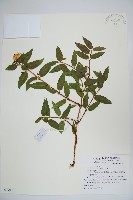 阿里山忍冬、漸尖葉忍冬藏品圖，第1張