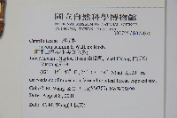 阿里山忍冬、漸尖葉忍冬藏品圖，第2張