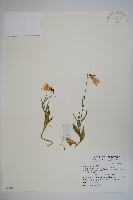 高山沙參藏品圖，第1張