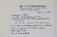 高山沙參藏品圖，第2張