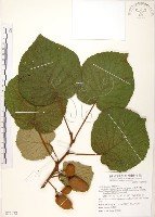 臺灣羊桃藏品圖，第1張