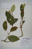 臺灣牛嬭菜藏品圖，第1張