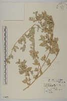 馬氏濱藜藏品圖，第1張