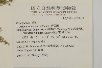 茵蔯蒿藏品圖，第2張