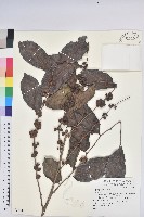 登錄號:S077088藏品圖，第1張