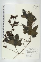 槭葉括摟藏品圖，第1張