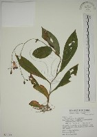 臺灣油點草藏品圖，第1張