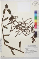 大黃鱔藤藏品圖，第1張