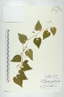 青牛膽藏品圖，第1張