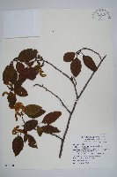 臺灣赤楊、臺灣榿木藏品圖，第1張